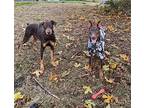 Copper, Doberman Pinscher For Adoption In Bothell, Washington