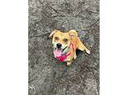 Boo, Terrier (unknown Type, Small) For Adoption In Walden, New York