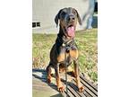 Bingo, Doberman Pinscher For Adoption In Bothell, Washington