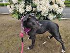 Sweet-tea, Boston Terrier For Adoption In Missouri City, Texas