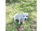 Joyelle, Dachshund For Adoption In Missouri City, Texas