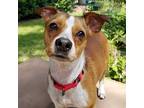 Scooter, Jack Russell Terrier For Adoption In Bradenton, Florida