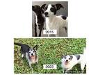 Pepper And Mickey, Terrier (unknown Type, Small) For Adoption In Portsmouth