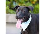 Dolly, Labrador Retriever For Adoption In San Mateo, California