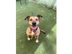 Adopt Zelda a Labrador Retriever, Pit Bull Terrier