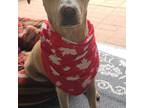Olivia, Labrador Retriever For Adoption In Pickering, Ontario