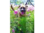Cafe, Labrador Retriever For Adoption In San Mateo, California