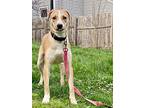 Rose, Labrador Retriever For Adoption In Lowell, Indiana