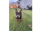 Toby Roby, Miniature Pinscher For Adoption In Spring Lake, North Carolina