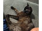 Toothless Sc, Domestic Shorthair For Adoption In San Angelo, Texas