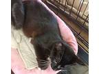 Kitten India, Domestic Mediumhair For Adoption In Crescent City, Florida