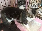 Kitten Taz, Domestic Mediumhair For Adoption In Crescent City, Florida