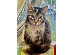 Aesir And Golden Paw, Domestic Shorthair For Adoption In Carlisle, Iowa