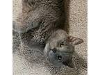 Smokey, Russian Blue For Adoption In Fishkill, New York