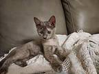 Unnamed Kittens **courtesy Post**, Domestic Shorthair For Adoption In Seven