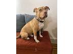 Cobra, American Pit Bull Terrier For Adoption In Norristown, Pennsylvania