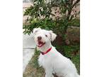 Owen, Schnauzer (standard) For Adoption In Carlsbad, California