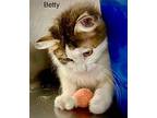 Betty, Domestic Shorthair For Adoption In St. George, Utah