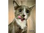 Cece, Domestic Shorthair For Adoption In St. George, Utah