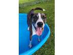 Adopt Aurora a Mixed Breed