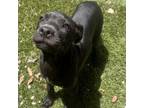 Adopt Peeps a Catahoula Leopard Dog, Mixed Breed