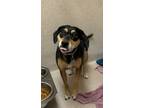 Adopt Hazel a Dachshund, Jack Russell Terrier