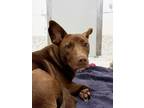 Adopt Justa Queen a Pit Bull Terrier