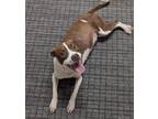 Adopt Azalea a Mixed Breed