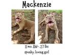 Adopt Mackenzie a Pit Bull Terrier
