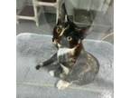 Adopt Pablano a Domestic Short Hair