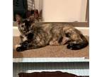 Adopt Baby Blue a Domestic Short Hair