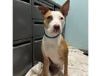 Adopt Junebug a Australian Cattle Dog / Blue Heeler