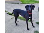 Adopt Lady a Great Dane, Mixed Breed