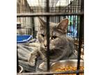 Adopt Texas a Domestic Short Hair