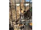 Adopt Adelle a Domestic Short Hair