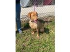 Adopt Happy a Mixed Breed