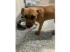 Adopt Shela a Mixed Breed