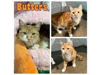 Adopt Butters - Silo a Domestic Short Hair