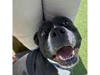 Adopt Dottie a Pit Bull Terrier