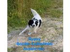 Adopt Gypsy Corbin a Border Collie