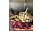 Adopt Leslie a Domestic Short Hair