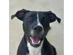Adopt Sena a Pit Bull Terrier