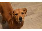 Adopt Trisha a Rhodesian Ridgeback, Hound