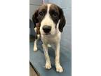 Adopt Sunisa Lee a Labrador Retriever, Mountain Cur