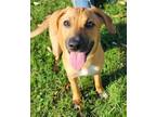 Adopt Jordan Chiles a Labrador Retriever, Mountain Cur