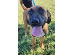 Adopt Simon Biles a Labrador Retriever, Mountain Cur