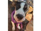 Adopt Jade Carey a Labrador Retriever, Mountain Cur