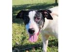 Adopt Hezly Rivera a Labrador Retriever, Mountain Cur