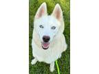 Adopt Cricket (-) a Siberian Husky, Mixed Breed