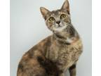 Adopt Almond Joy a Domestic Short Hair
